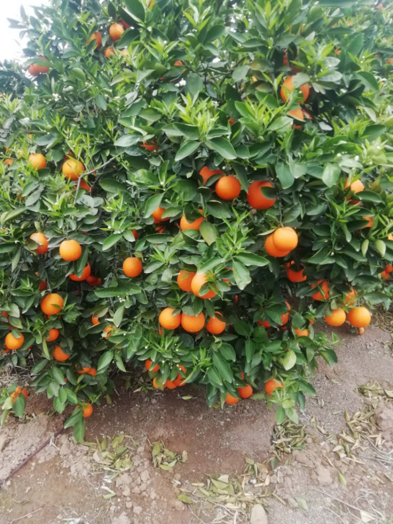 血橙
