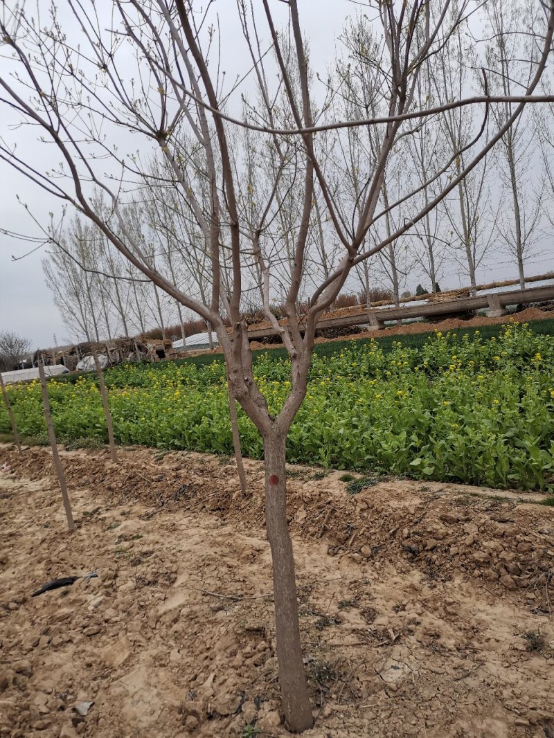 黄栌
