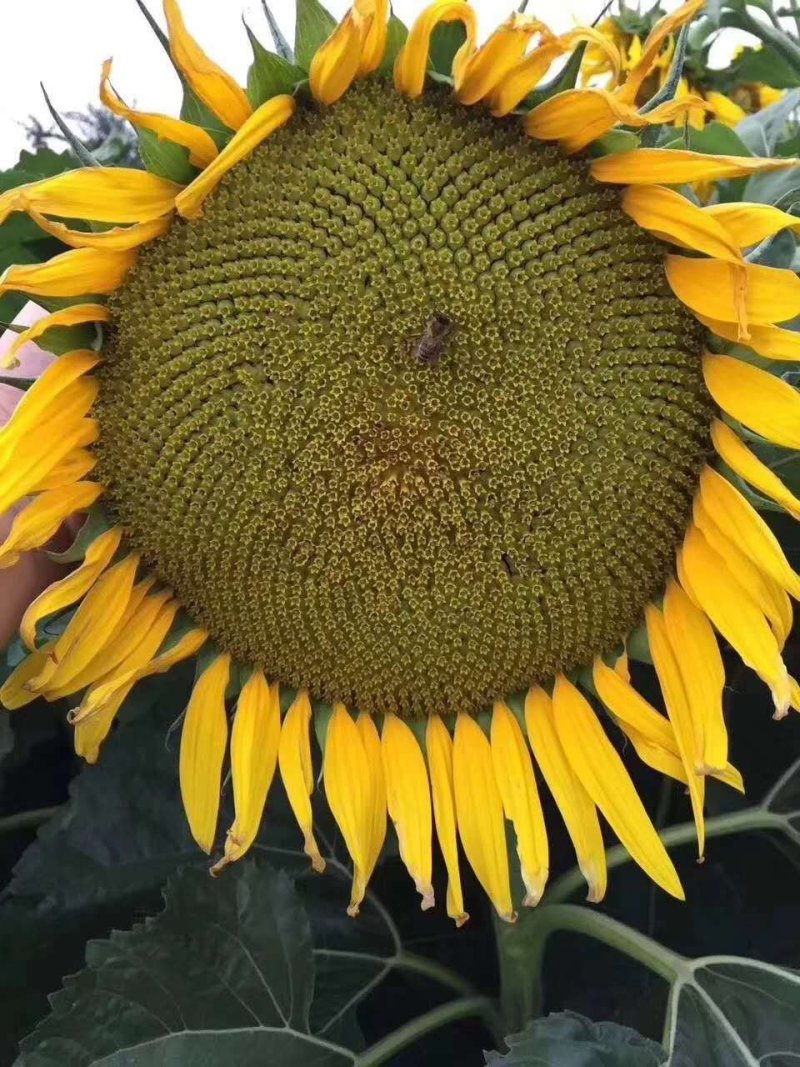 【优质】油葵种子花盘大茎杆粗壮不倒商品性好非转基因