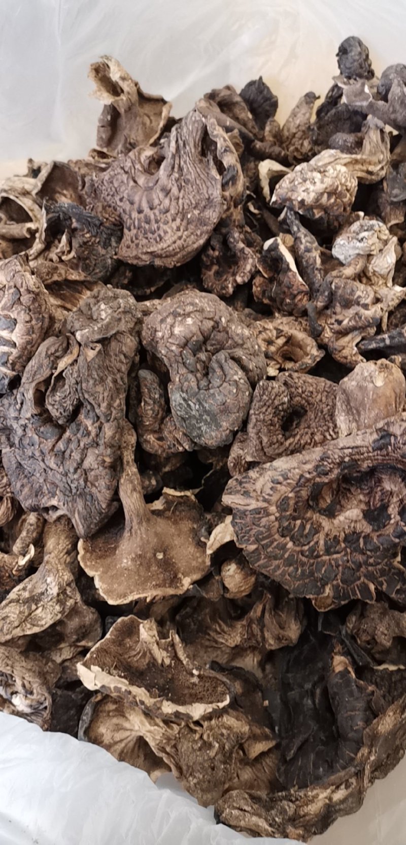 云南特产虎掌菌干品老家产地货源大量批发量大从优