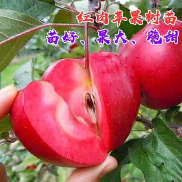 红肉苹果优质嫁接苗包邮包活