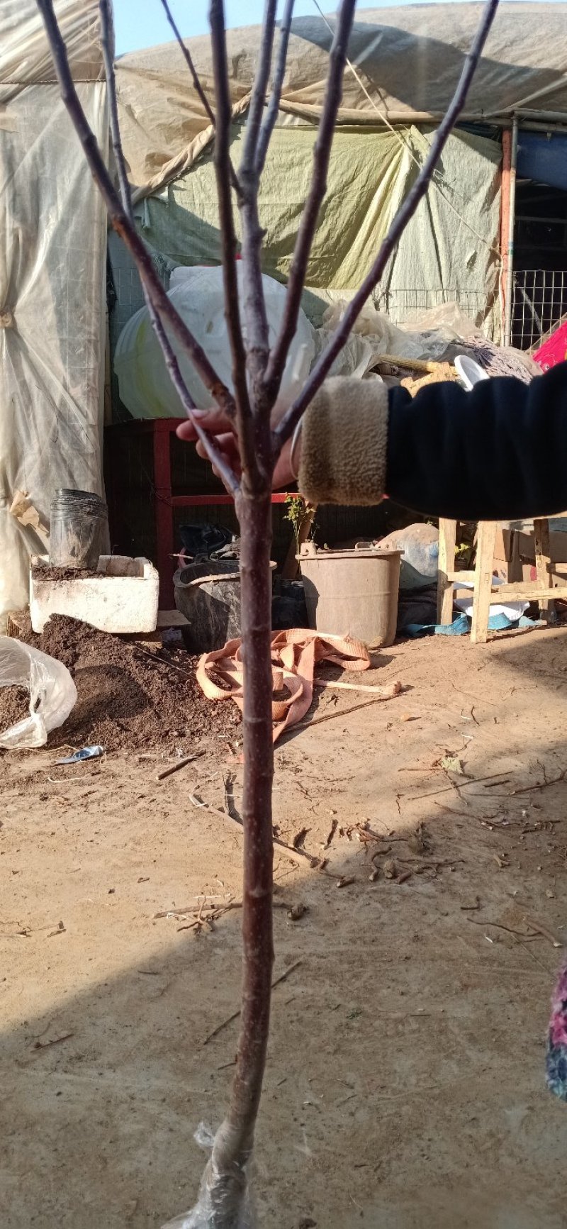 红肉苹果优质嫁接苗包邮包活