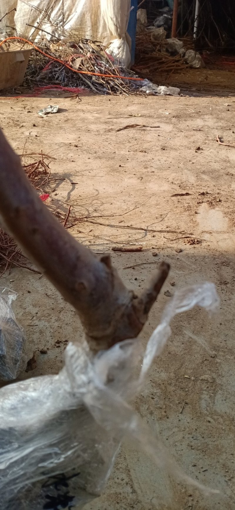 红肉苹果优质嫁接苗包邮包活