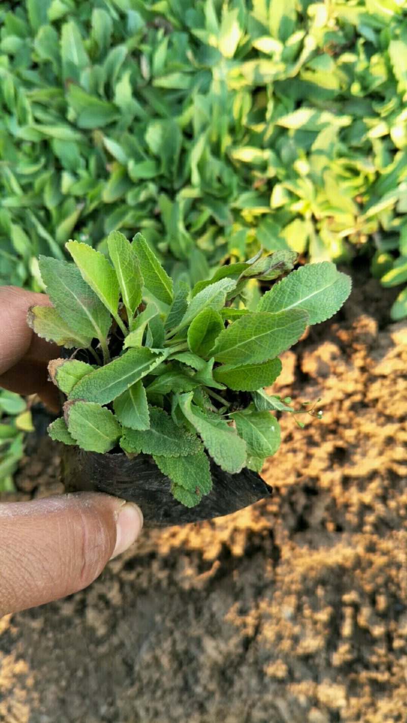 鼠尾草鼠尾草批发基地直供草花和地被鼠尾草