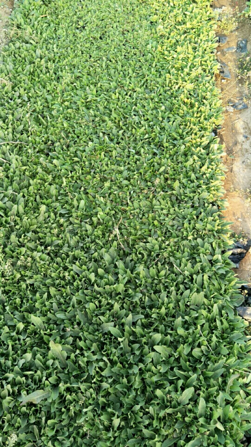 鼠尾草鼠尾草批发基地直供草花和地被鼠尾草