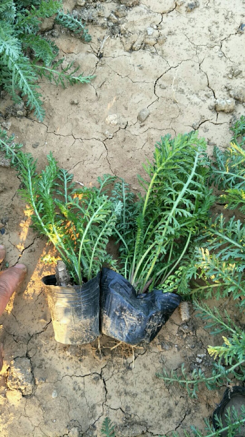 蓍草山东青州基地直供大量有货各种宿根草花绿化苗木