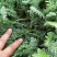 蓍草山东青州基地直供大量有货各种宿根草花绿化苗木