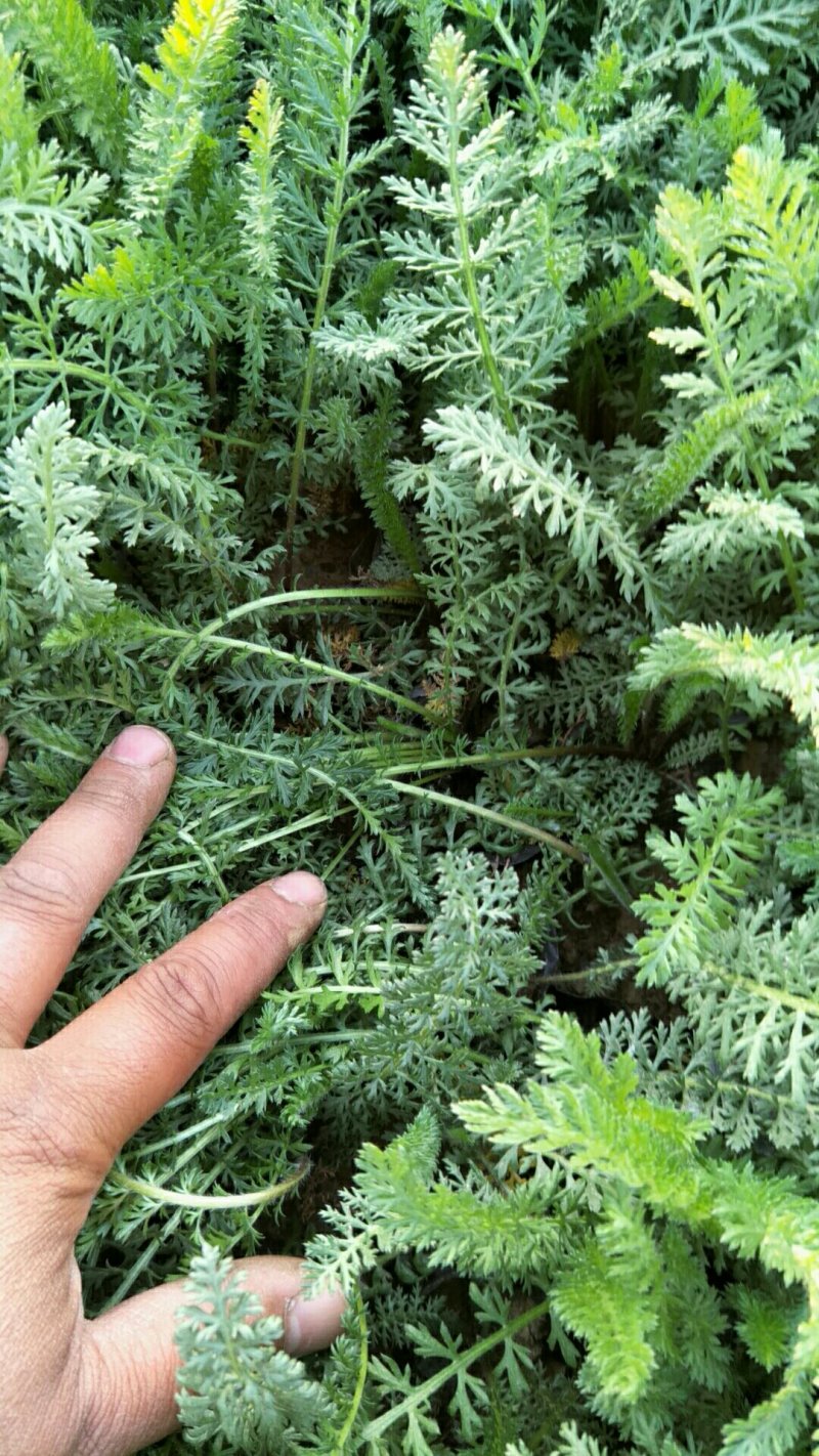 蓍草山东青州基地直供大量有货各种宿根草花绿化苗木
