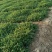 蓍草山东青州基地直供大量有货各种宿根草花绿化苗木