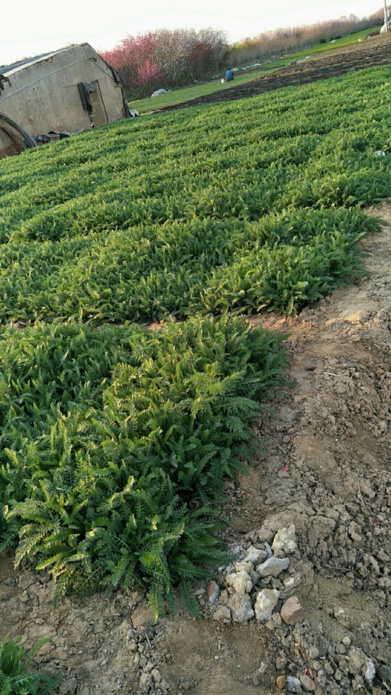 蓍草山东青州基地直供大量有货各种宿根草花绿化苗木