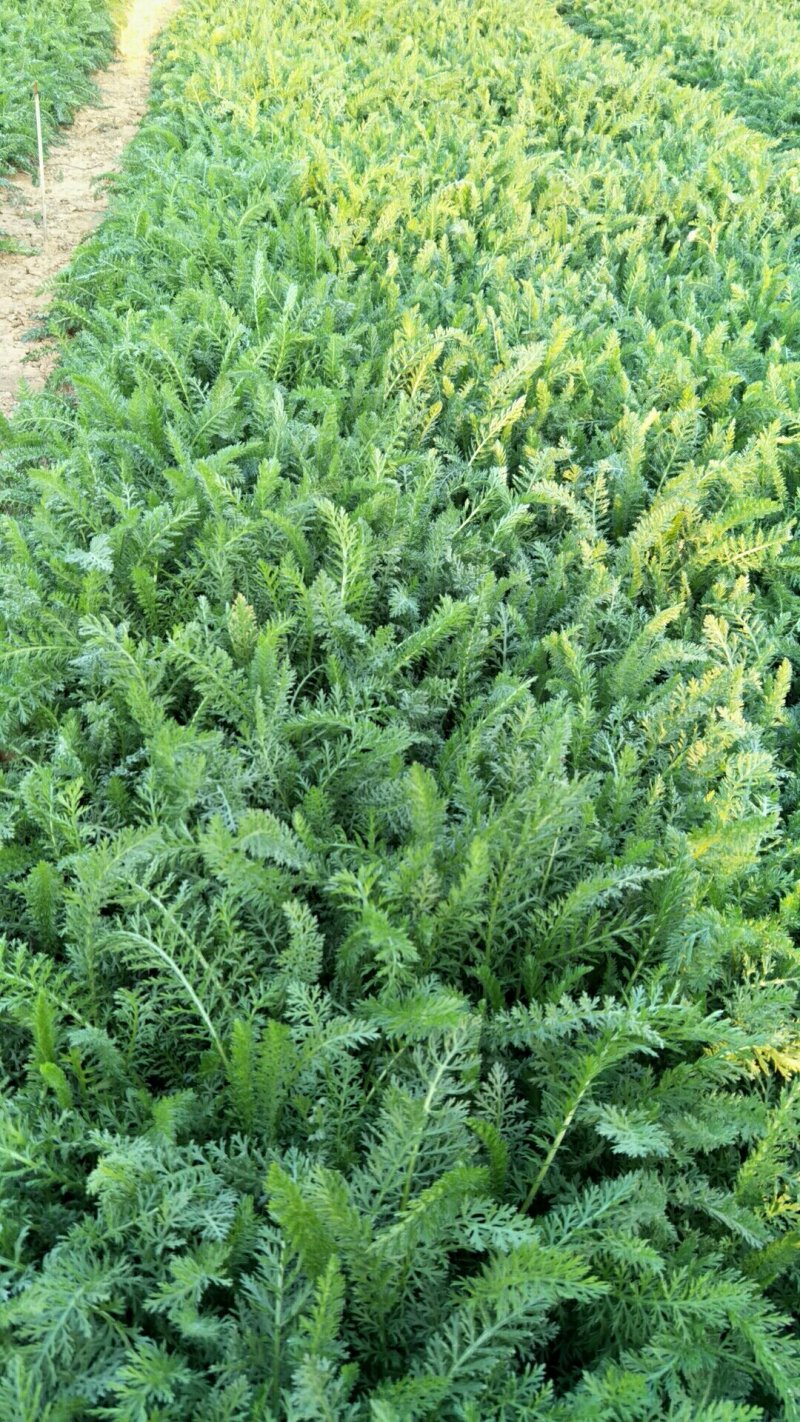 蓍草山东青州基地直供大量有货各种宿根草花绿化苗木