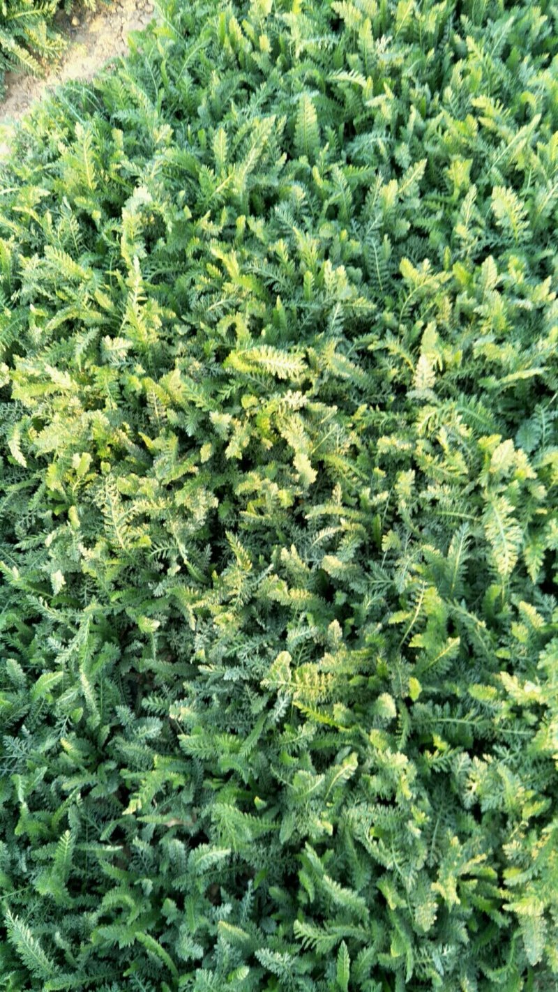 蓍草山东青州基地直供大量有货各种宿根草花绿化苗木