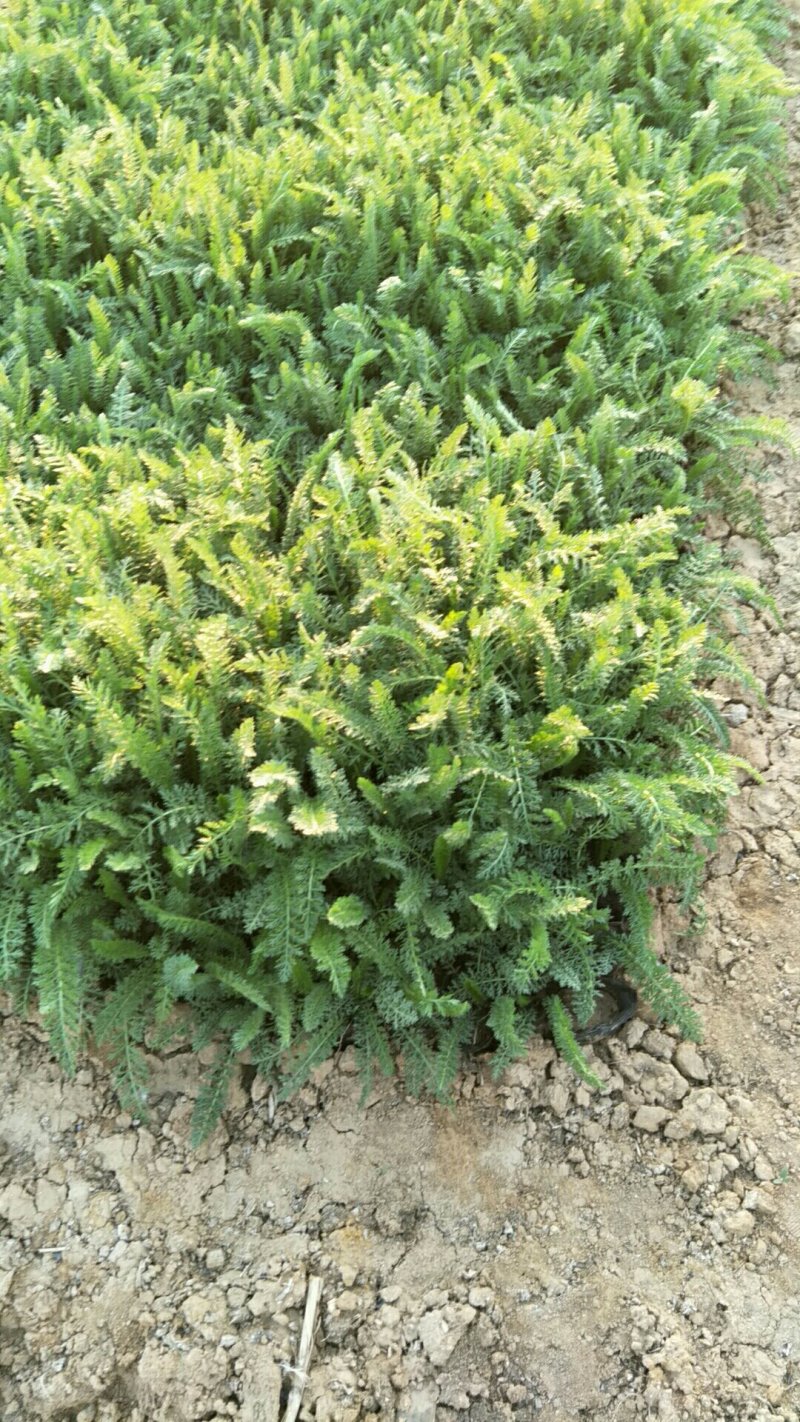 蓍草山东青州基地直供大量有货各种宿根草花绿化苗木