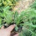 蓍草山东青州基地直供大量有货各种宿根草花绿化苗木