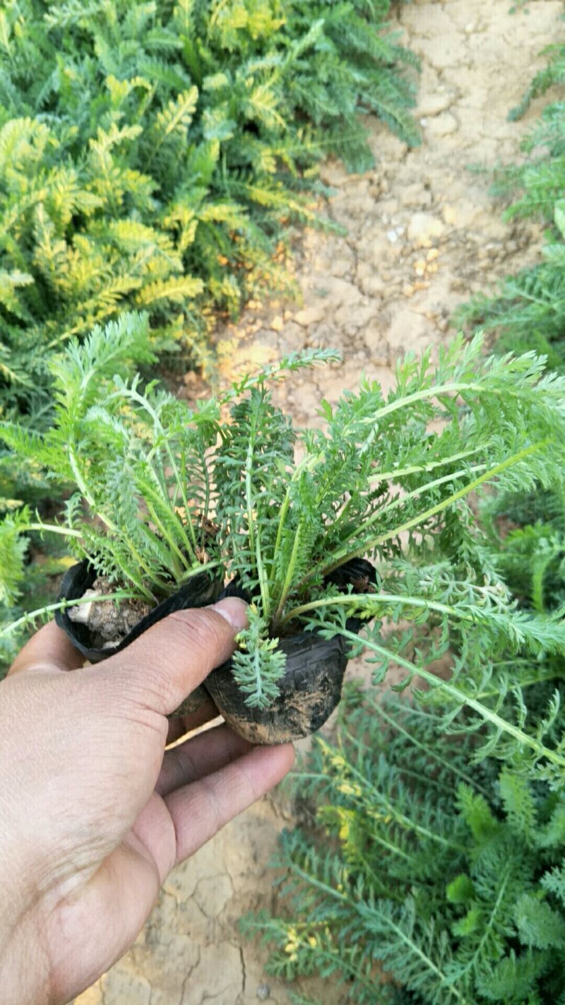 蓍草山东青州基地直供大量有货各种宿根草花绿化苗木