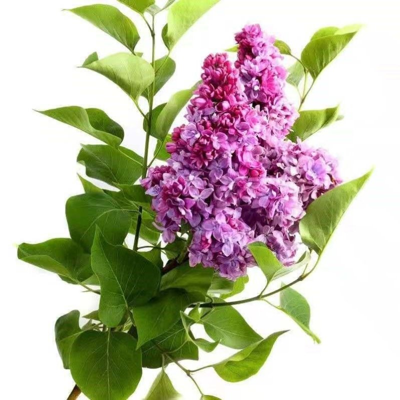 丁香花树苗基地直销，庭园绿化小区绿化专用私人绿化