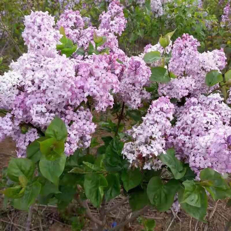 丁香花树苗基地直销，庭园绿化小区绿化专用私人绿化