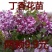 丁香花树苗基地直销，庭园绿化小区绿化专用私人绿化