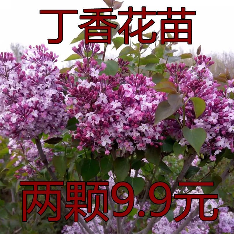 丁香花树苗基地直销，庭园绿化小区绿化专用私人绿化