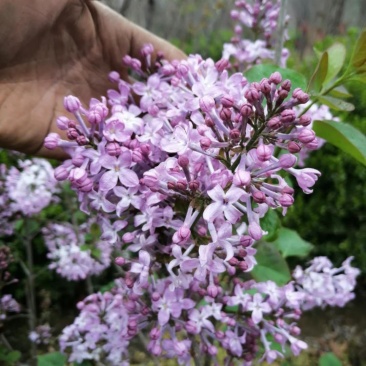 丁香花树苗基地直销，庭园绿化小区绿化专用私人绿化