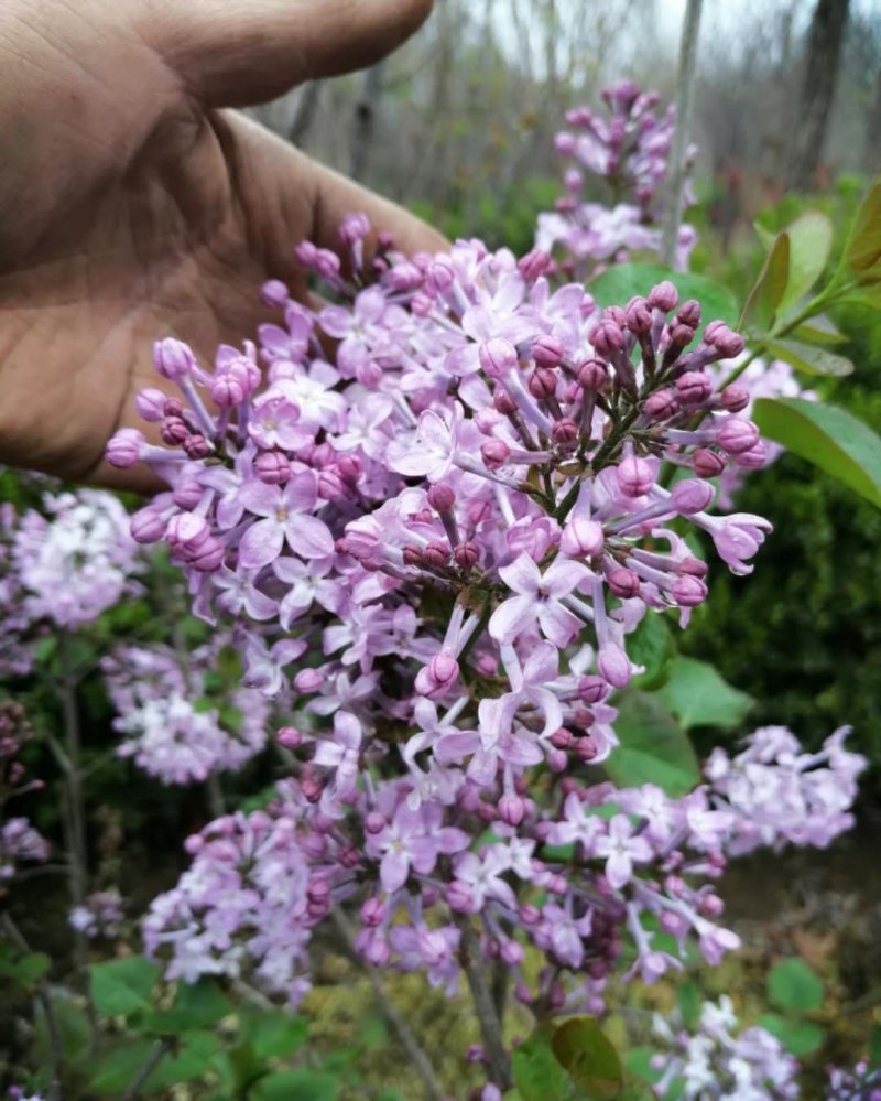 丁香花树苗基地直销，庭园绿化小区绿化专用私人绿化