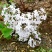 丁香花树苗基地直销，庭园绿化小区绿化专用私人绿化