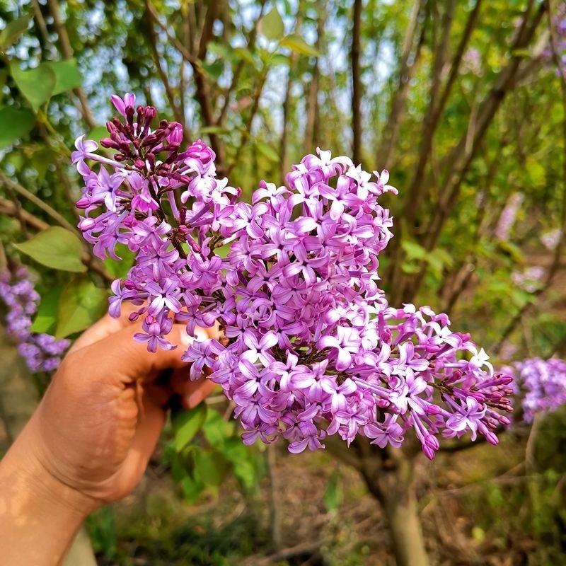 丁香花树苗基地直销，庭园绿化小区绿化专用私人绿化