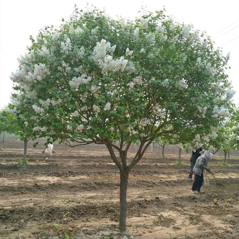 丁香花树苗基地直销，庭园绿化小区绿化专用私人绿化