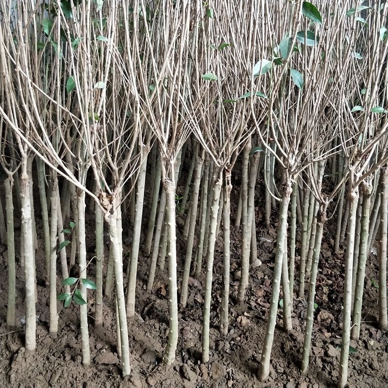 丁香花树苗基地直销，庭园绿化小区绿化专用私人绿化