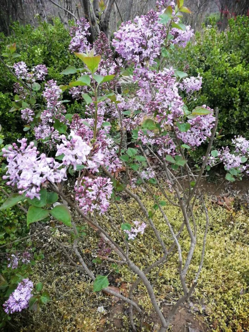 丁香花树苗基地直销，庭园绿化小区绿化专用私人绿化