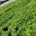 绣球基地量大直销工程园林绿化