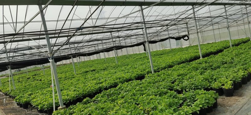 绣球基地量大直销工程园林绿化