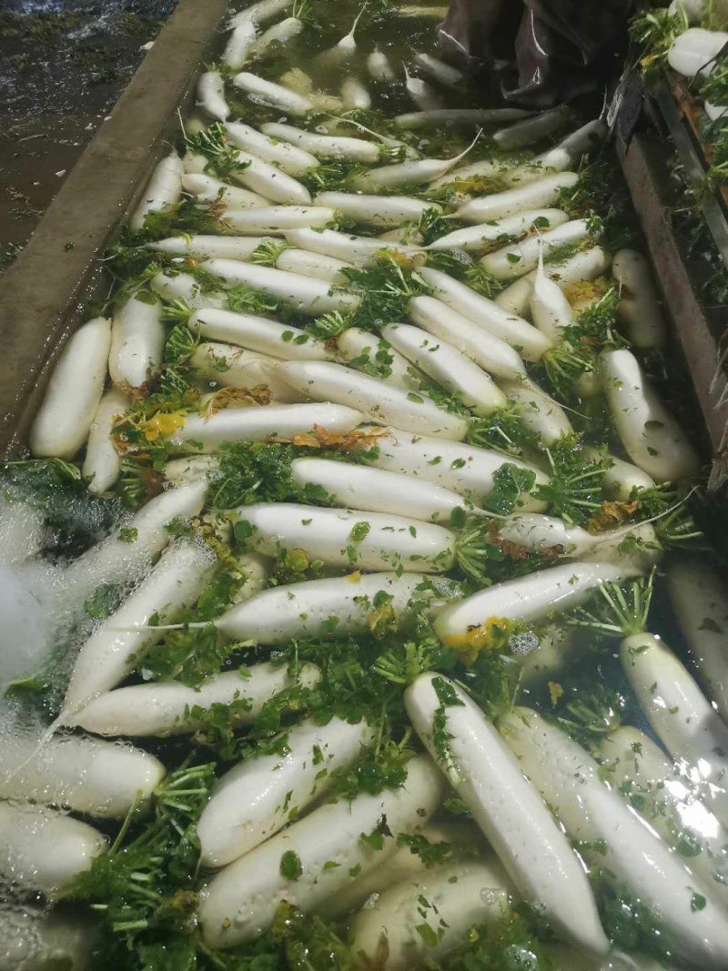 专业白萝卜种植，万亩基地，工厂市场大量供应