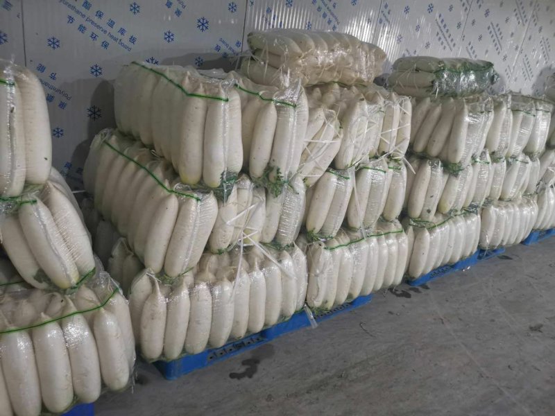 专业白萝卜种植，万亩基地，工厂市场大量供应