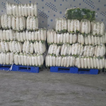 专业白萝卜种植，万亩基地，工厂市场大量供应