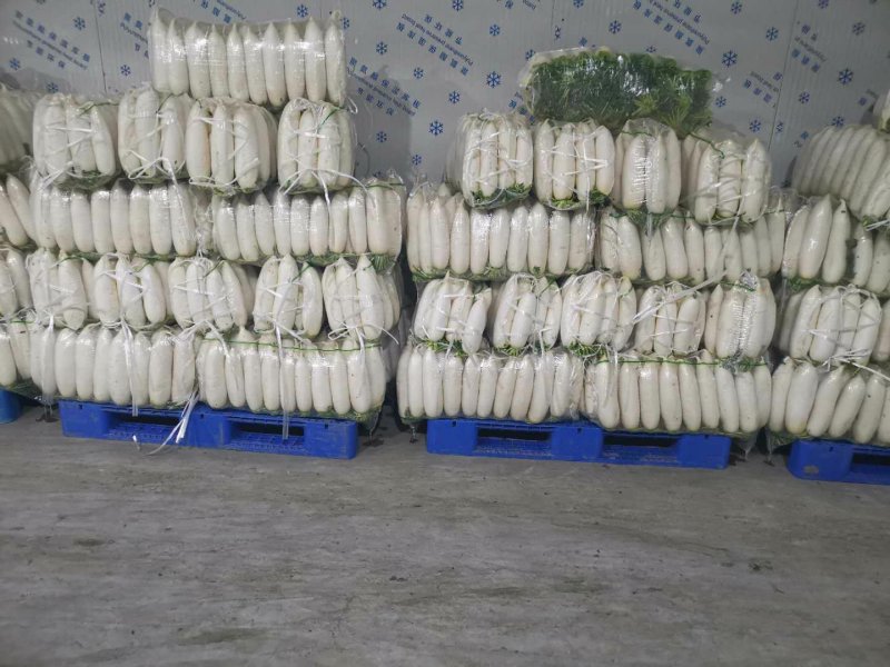 专业白萝卜种植，万亩基地，工厂市场大量供应