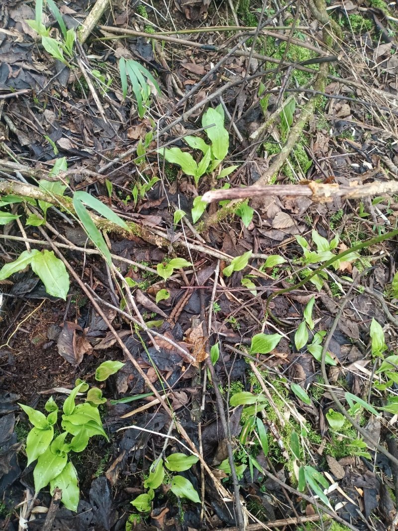 我们老家叫山片有的地方叫629