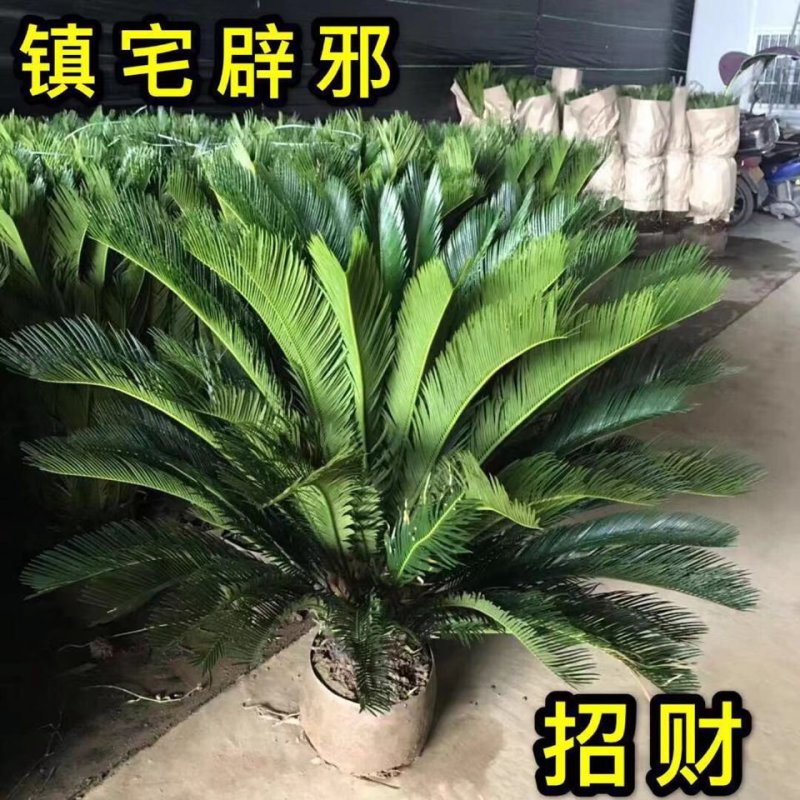 铁树盆景，铁树小苗，客厅庭院四季常绿开花。