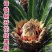铁树盆景，铁树小苗，客厅庭院四季常绿开花。