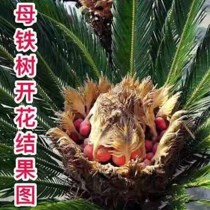铁树盆景，铁树小苗，客厅庭院四季常绿开花。