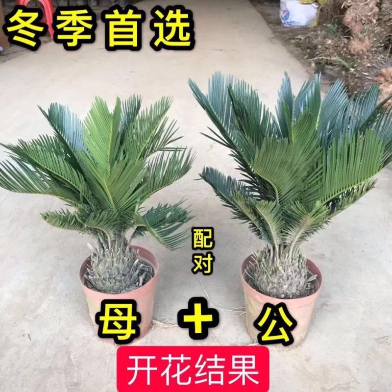 铁树盆景，铁树小苗，客厅庭院四季常绿开花。
