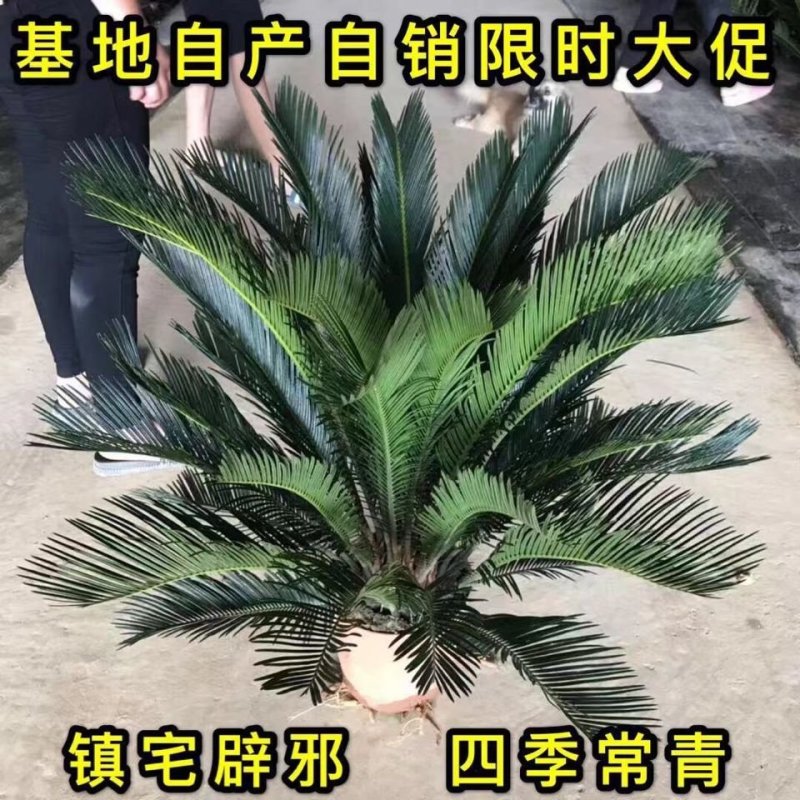 铁树盆景，铁树小苗，客厅庭院四季常绿开花。