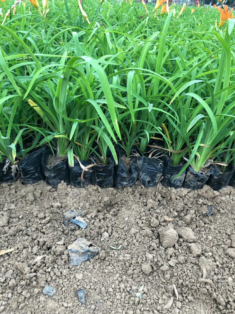 金娃娃萱草，基地直供大量出售草花宿根绿化苗木