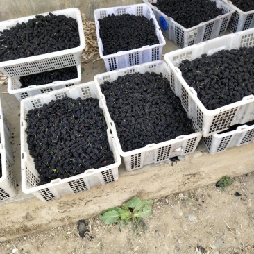 攀枝花桑果