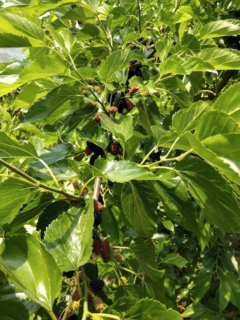 攀枝花桑果