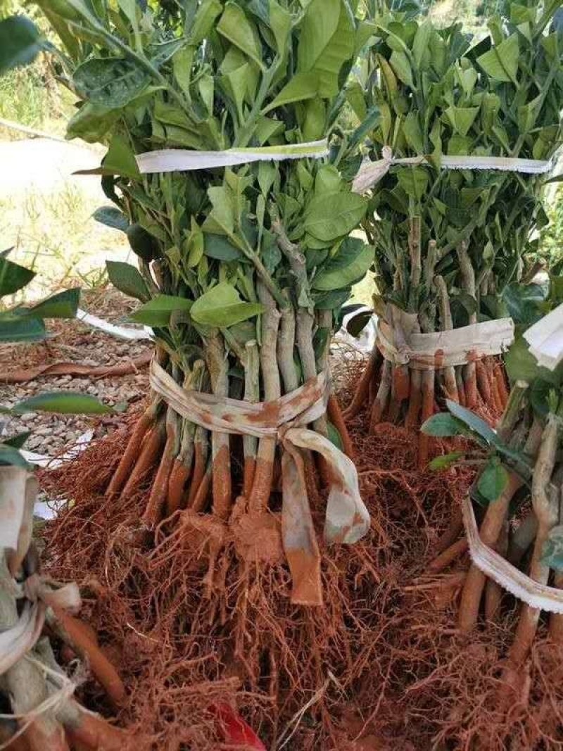 泰国青皮柚苗泰国青皮红心柚子苗
