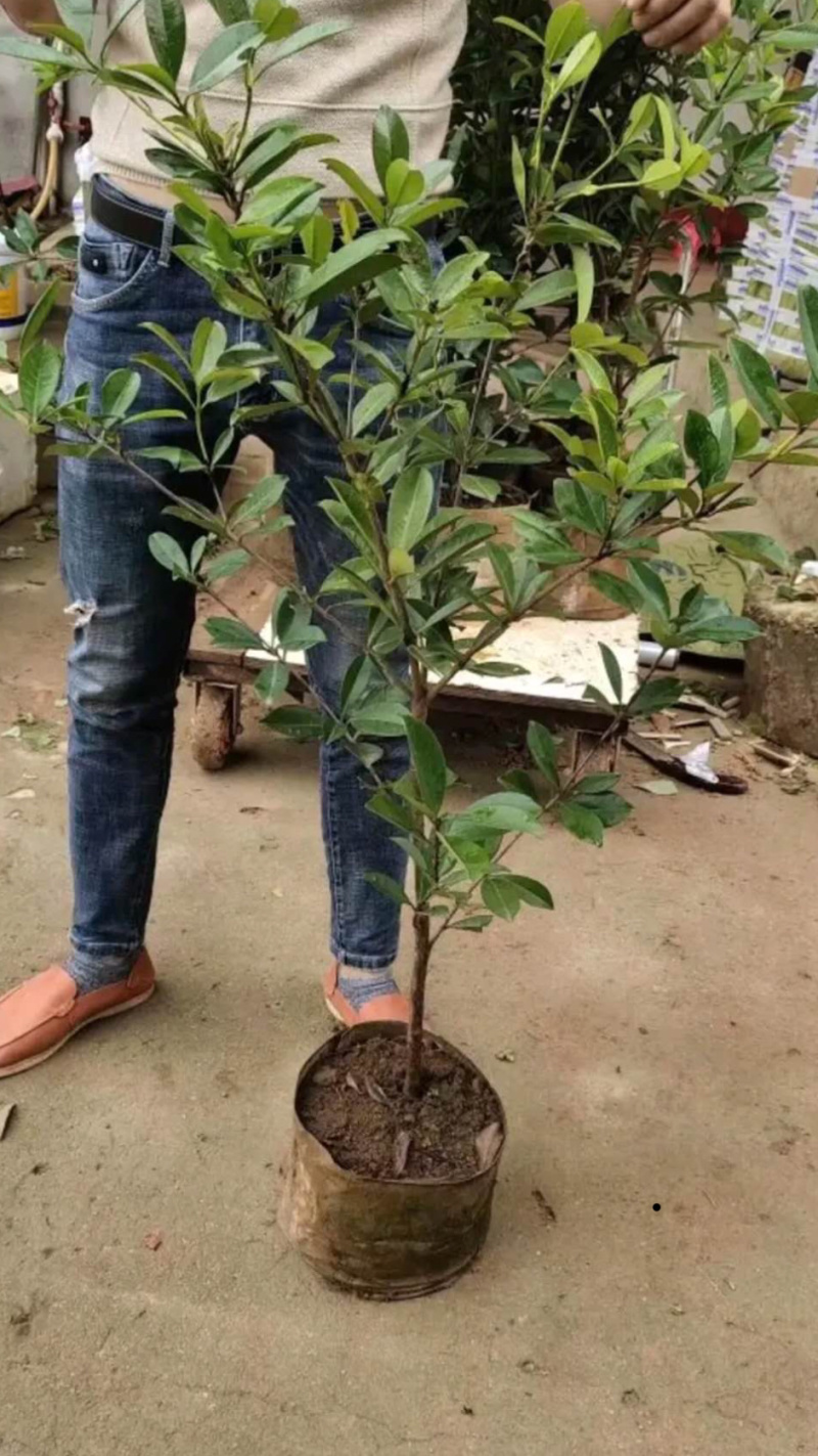 进口芭西樱桃苗樱桃苗巴西樱桃树苗