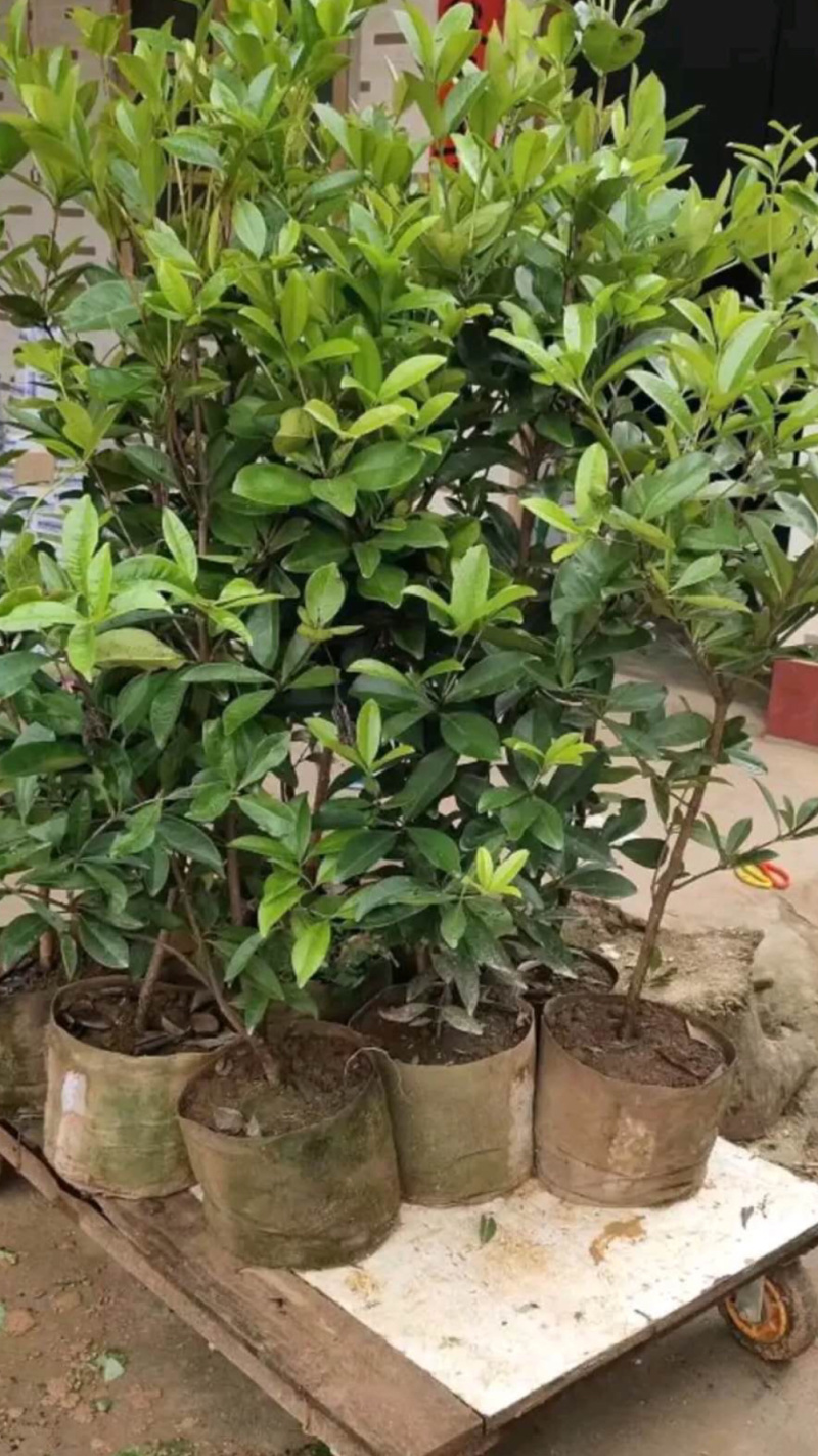 进口芭西樱桃苗樱桃苗巴西樱桃树苗