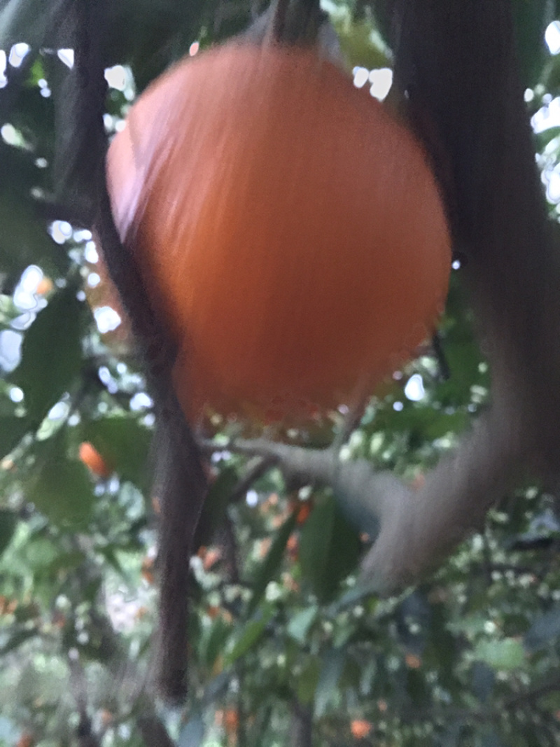 奉节脐橙