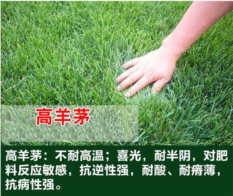 优质草坪种子四季常青狗牙根种子批发线上交易